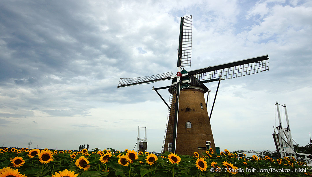 オランダ風車リーフデ（友愛）とひまわり